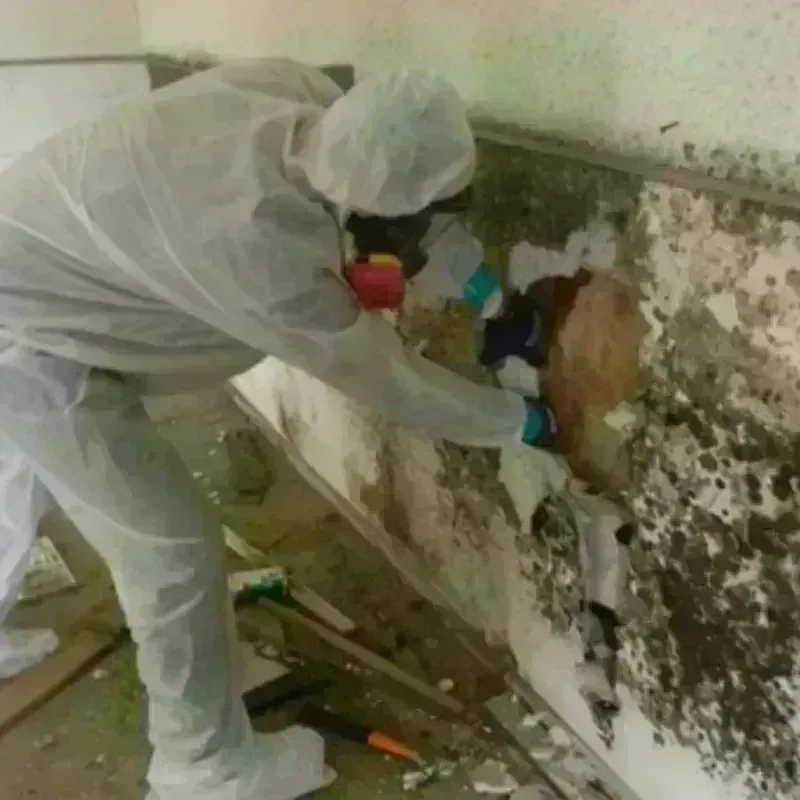 Mold Remediation and Removal in Wright County, MN